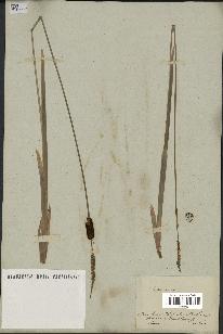 spécimen de Typha minima