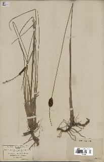 spécimen de Typha minima