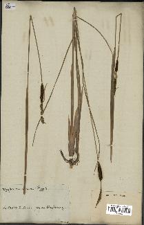 spécimen de Typha minima