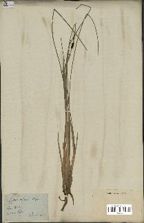 spécimen de Typha minima