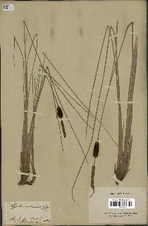 spécimen de Typha minima