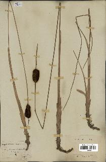 spécimen de Typha minima