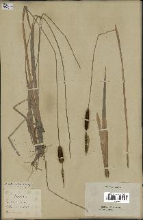 spécimen de Typha minima