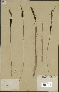 spécimen de Typha minima