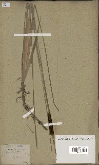 spécimen de Typha minima