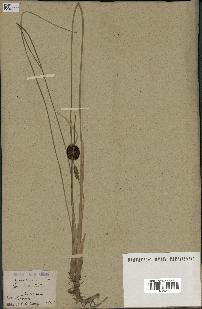 spécimen de Typha minima