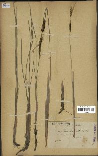 spécimen de Typha minima