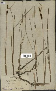 spécimen de Typha minima