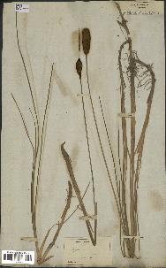 spécimen de Typha minima