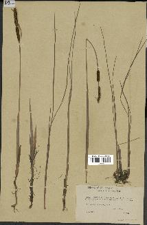 spécimen de Typha minima