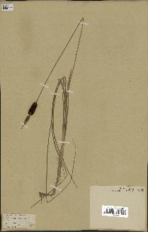 spécimen de Typha minima