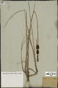 spécimen de Typha minima