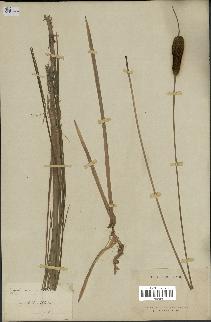 spécimen de Typha minima