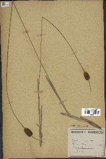 spécimen de Typha minima