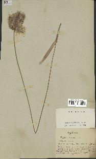 spécimen de Typha minima