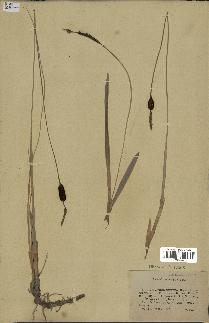 spécimen de Typha minima
