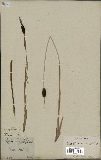 spécimen de Typha minima