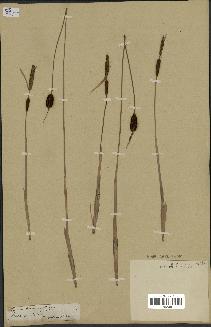 spécimen de Typha minima