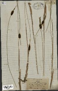 spécimen de Typha minima