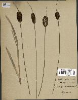 spécimen de Typha minima