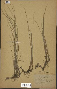 spécimen de Typha minima