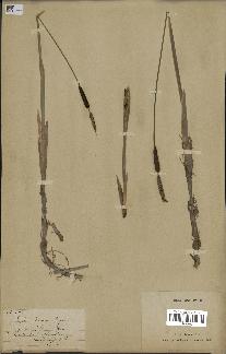 spécimen de Typha minima