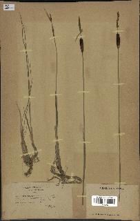 spécimen de Typha minima