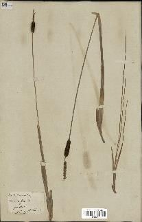 spécimen de Typha minima