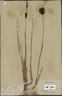 spécimen de Typha minima