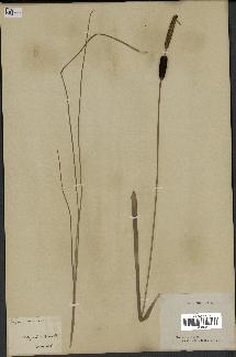 spécimen de Typha minima