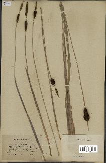spécimen de Typha minima