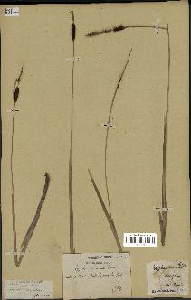 spécimen de Typha minima