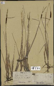 spécimen de Typha minima