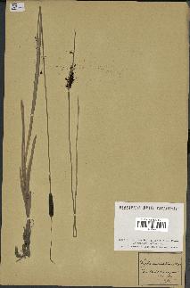 spécimen de Typha minima