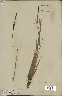 spécimen de Typha minima