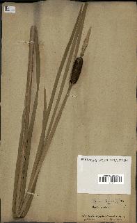 spécimen de Typha latifolia