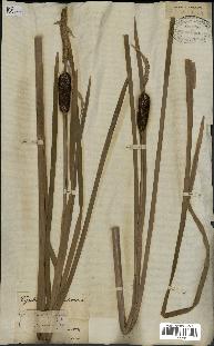 spécimen de Typha latifolia