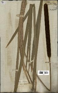 spécimen de Typha latifolia