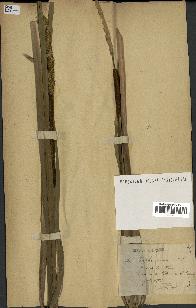 spécimen de Typha latifolia