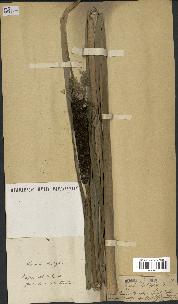 spécimen de Typha latifolia