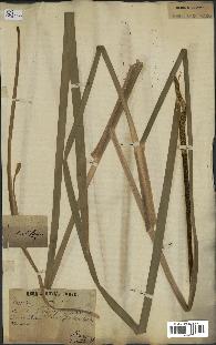 spécimen de Typha latifolia