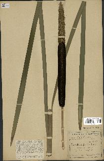 spécimen de Typha latifolia