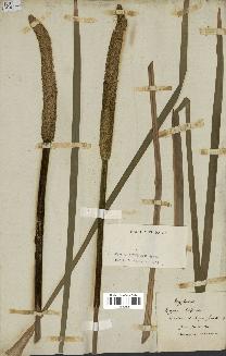 spécimen de Typha latifolia
