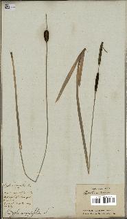 spécimen de Typha minima