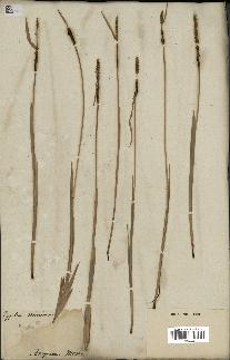 spécimen de Typha minima