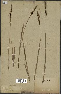 spécimen de Typha minima