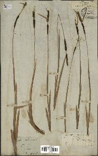 spécimen de Typha minima