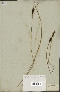 spécimen de Typha minima