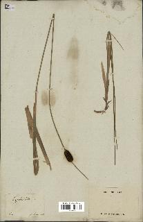 spécimen de Typha minima