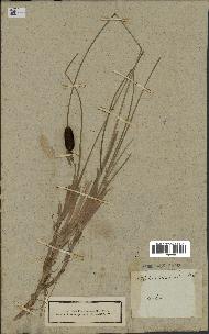 spécimen de Typha minima